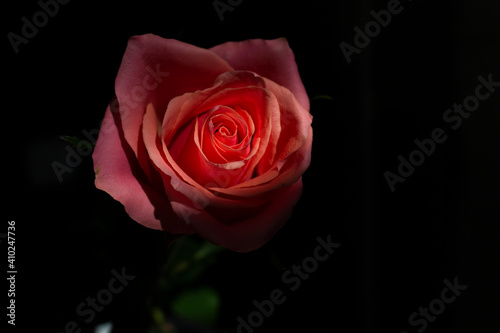 Close up one pink rose on black background love romance passion concept 