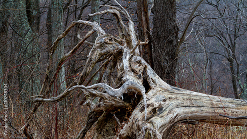 Dead Tree