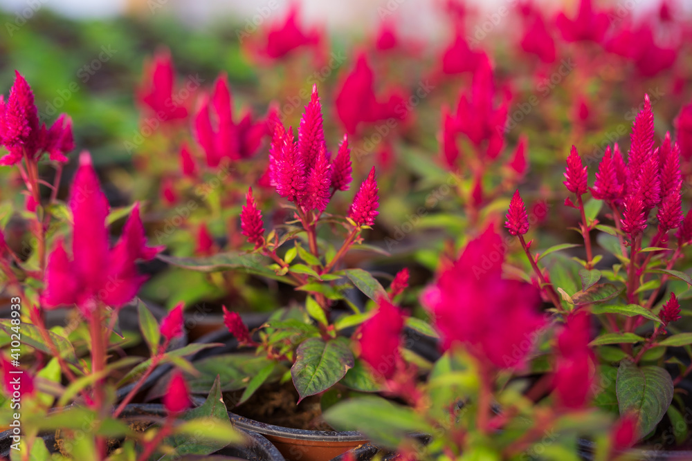 Blooming pink celosia's flower heads Blooming pink celosia's flower heads