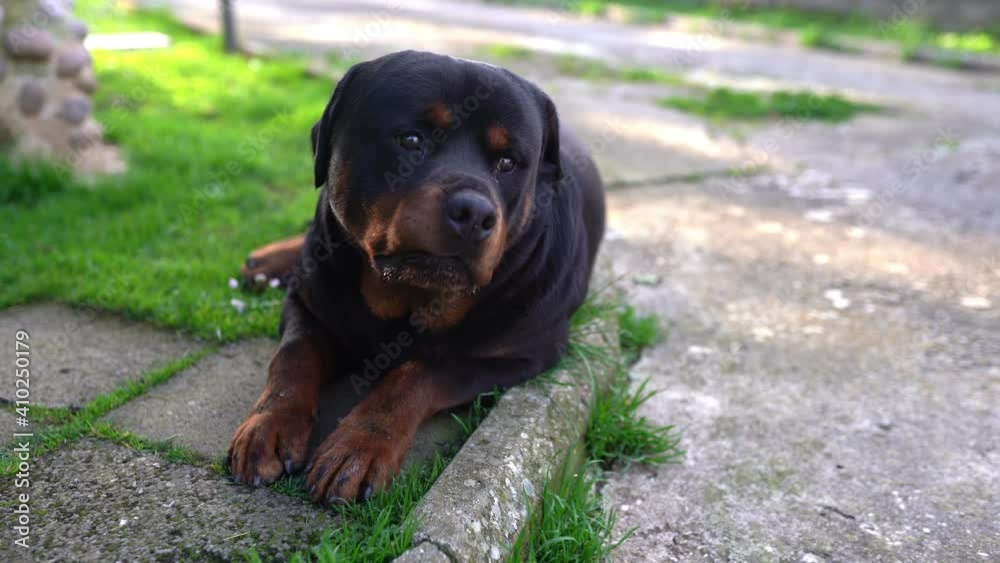 Amazing domestic dog lying on the ground and looking in distance, cute purebred pet with adorable eyes relaxing outdoors. Trusty watchdog guarding his private territory Amazing domestic dog lying on the ground and looking in distance, cute purebred pet with adorable eyes relaxing outdoors. Trusty watchdog guarding his private territory
