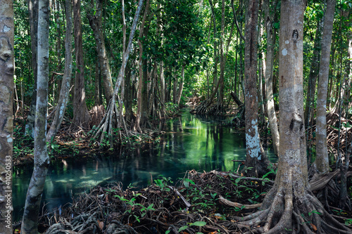 Mangrove forest with emerald pool in Krabi  Thailand