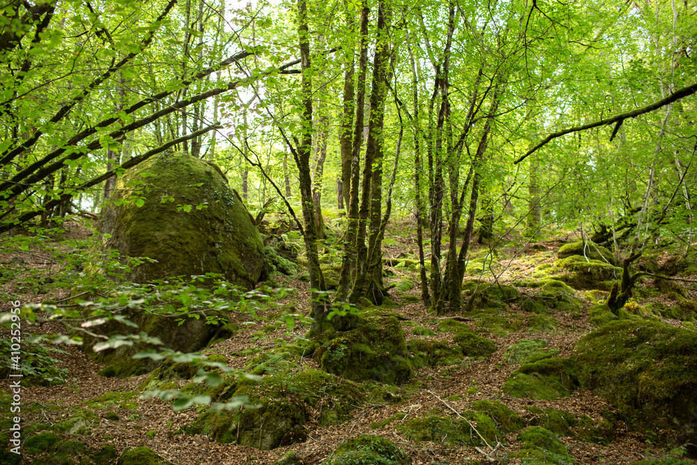 Moss covered rocks and trees in the forest Huelgoat in Finistere, Britanny, France. Forest like fairly tails. Moss covered rocks and trees in the forest Huelgoat in Finistere, Britanny, France. Forest like fairly tails.