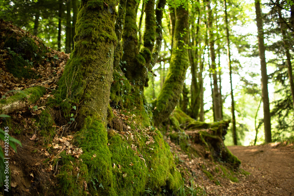 Moss covered trees in the forest Huelgoat in Finistere, Britanny, France. Forest like fairly tails. Moss covered trees in the forest Huelgoat in Finistere, Britanny, France. Forest like fairly tails.