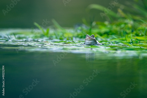 frog on green pond  © Marc Andreu