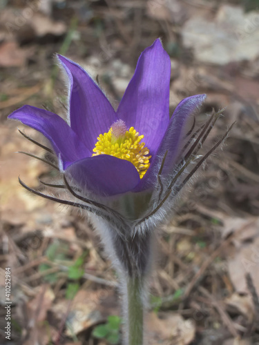 An eastern pasqueflower (Pulsatilla patens)