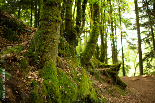 Moss covered trees in the forest Huelgoat in Finistere  Britanny  France. Forest like fairly tails. 