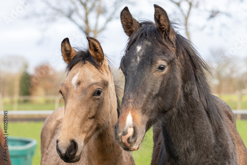 Two One year old horses in the pasture. A black and a brown  yellow foal. They stand side by side as friends. Selective focus