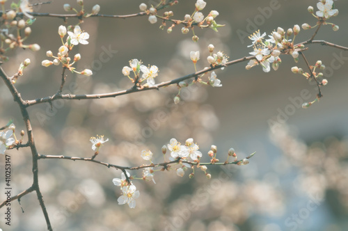 Blurred vintage background with cherry blossoms. Bokeh. Evening time