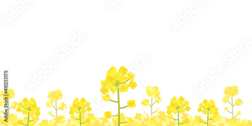 菜の花　シンプルな花畑　コピースペース