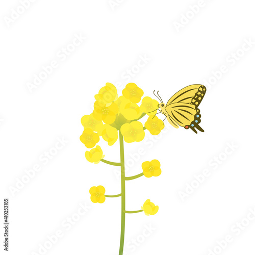 菜の花とアゲハ蝶のイラスト
