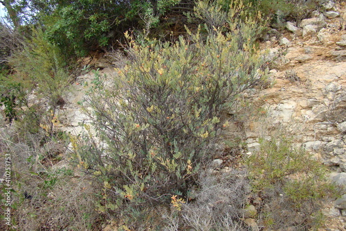 Poet's Cassia (Osyris alba)