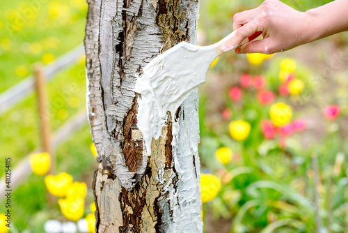 whitewashing of a young apple tree in early spring on a sunny day. protect it from insects and fungal diseases. farmer gardener's hand covers the whitewashed trunk of a young apple tree.