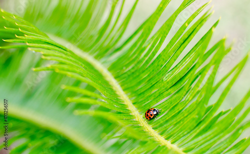 A cute lady bug crawling on a sago palm frond 