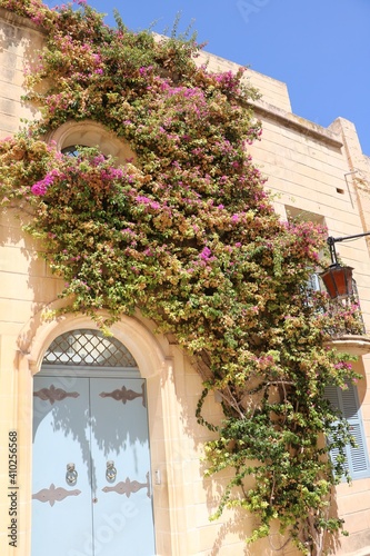 Fototapeta Naklejka Na Ścianę i Meble -  Bougainville in Mdina in Malta