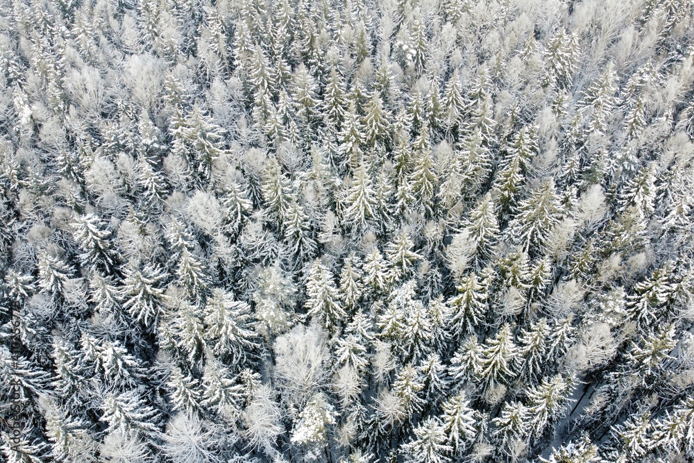 Fototapeta premium Aerial view of winter nature. Trees covered hoarfrost. Winter forest landscape with snowy trees, top view