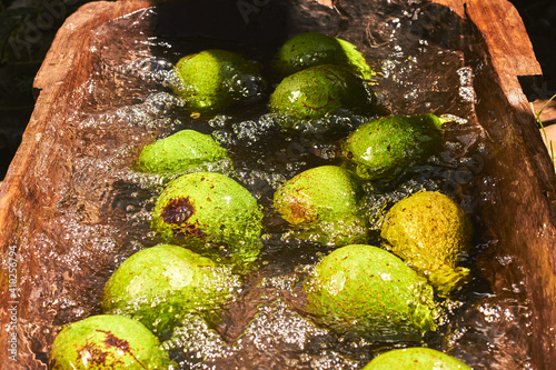 Top view closeup of avocados being washed under pouring water in a wooden tank photo