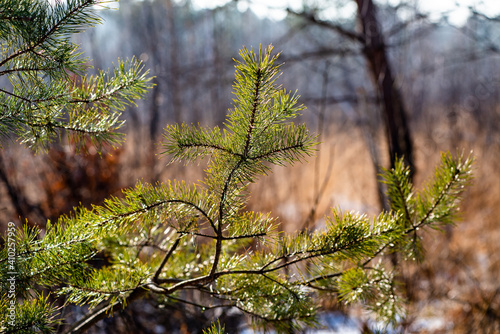 Young shoots of pine trees in winter