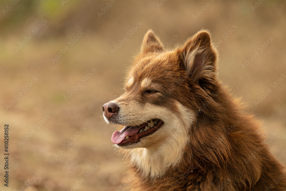 Lapponian herder seated Lapponian herder seated