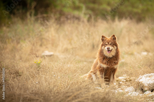 Lapponian herder seated