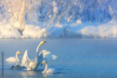 White whooper swans swimming in the nonfreezing winter lake. Altai  Russia