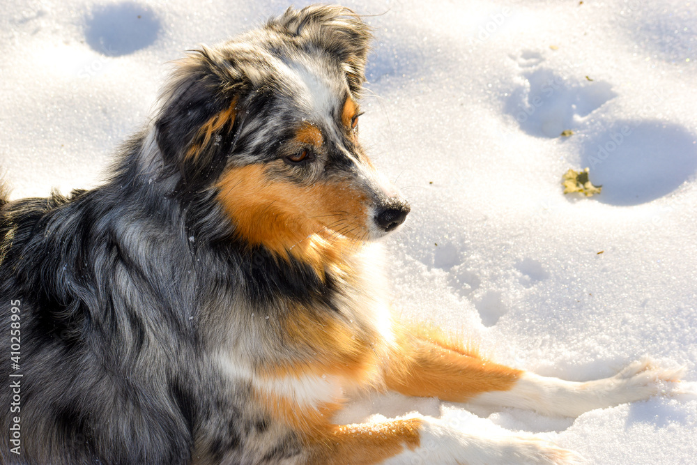 Dog looking out in the snow. Blue Merle Australian Shepherd. 