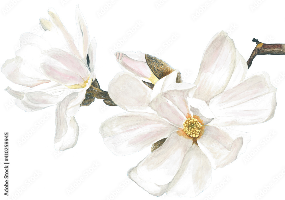 Naklejka premium Magnolia white flower isolated on white