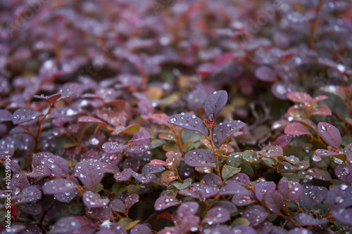 The bright red berries of a Red Japanese Barberry shrub. Berberis thunbergii f. atropurpurea Shot after rain photo