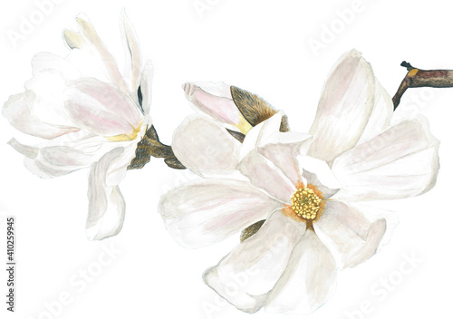 Magnolia white flower isolated on white