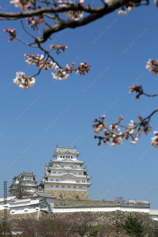 桜と城