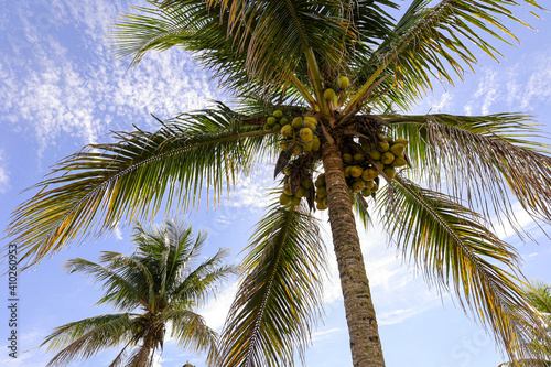 beautiful coconut tree with lots of green coconuts