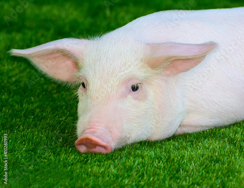 Piglet lying on green grass