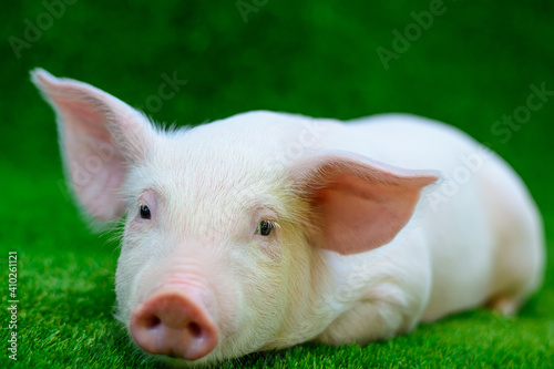 Piglet lying on green grass