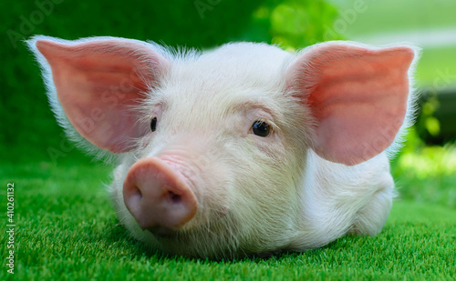 Piglet lying on green grass