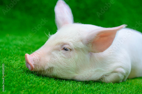 Piglet lying on green grass