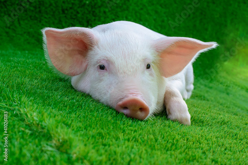 Piglet lying on green grass