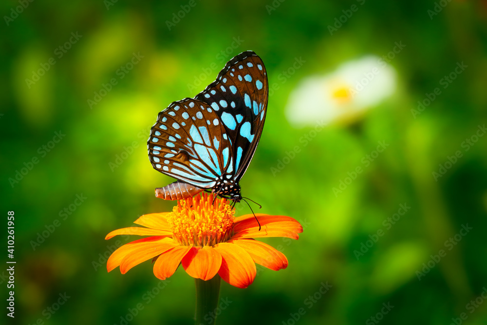 Obraz premium Butterfly Blue Tiger or Danaid Tirumala limniace on orange flower the red sunflower or Mexican sunflower (Tithonia rotundifolia, Asteraceae family), with dark green blurred bokeh background