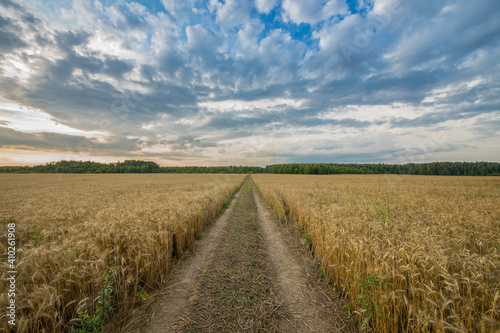 The road through the field with wheat on the background of the forest. Wonderful landscapes. Agriculture  harvesting.