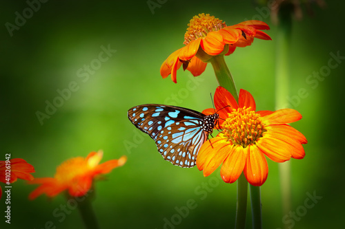 Butterfly Blue Tiger or Danaid Tirumala limniace on orange red sunflowers or Mexican sun flowers (Tithonia rotundifolia, Asteraceae family), with dark green blurred bokeh background 