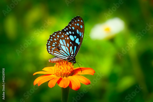 Butterfly Blue Tiger or Danaid Tirumala limniace on orange flower the red sunflower or Mexican sunflower (Tithonia rotundifolia, Asteraceae family), with dark green blurred bokeh background  © Dmitrii