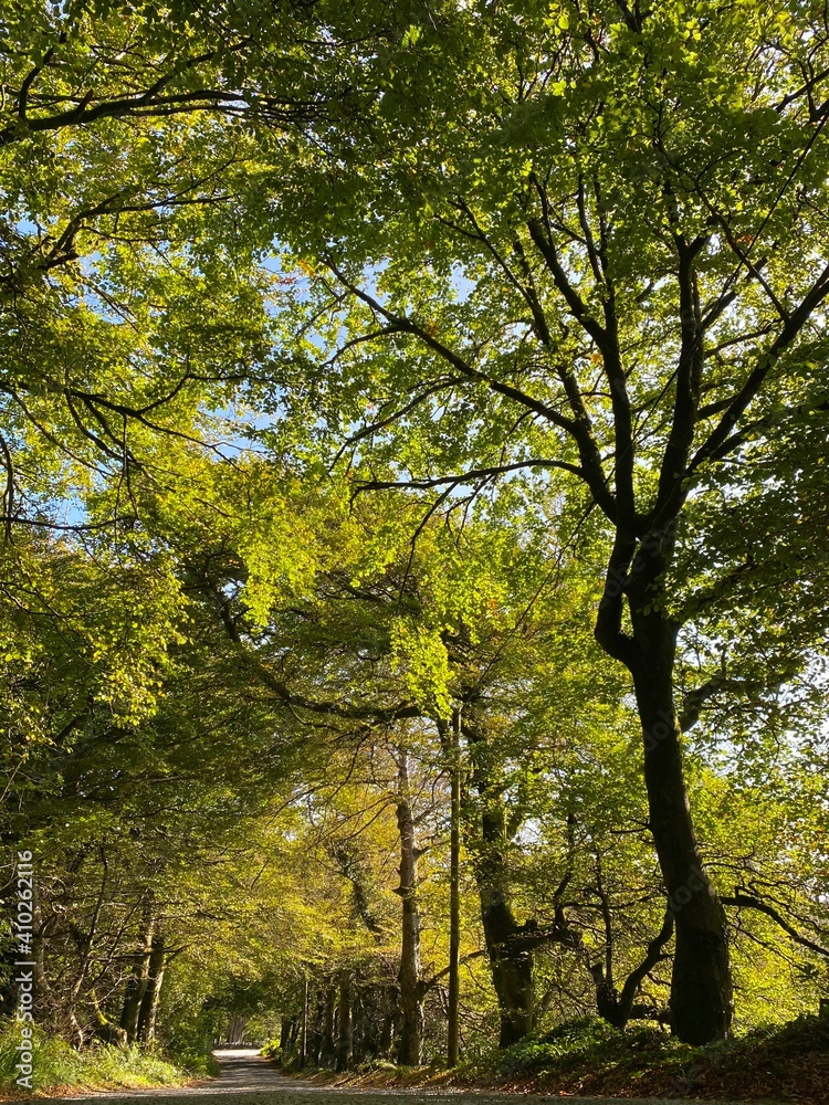 Naklejka premium tree lined road with dappled shadows