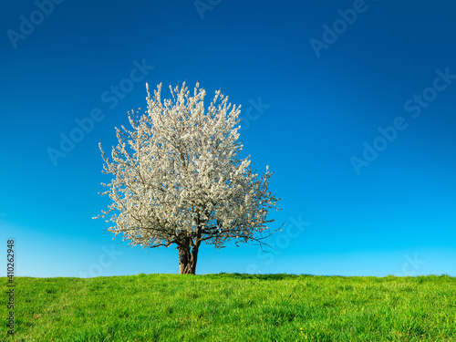 Cherry Tree in Full Bloom on Green Meadow under Clear Blue Sky in Spring