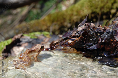 the fauna of the Slivodol falls