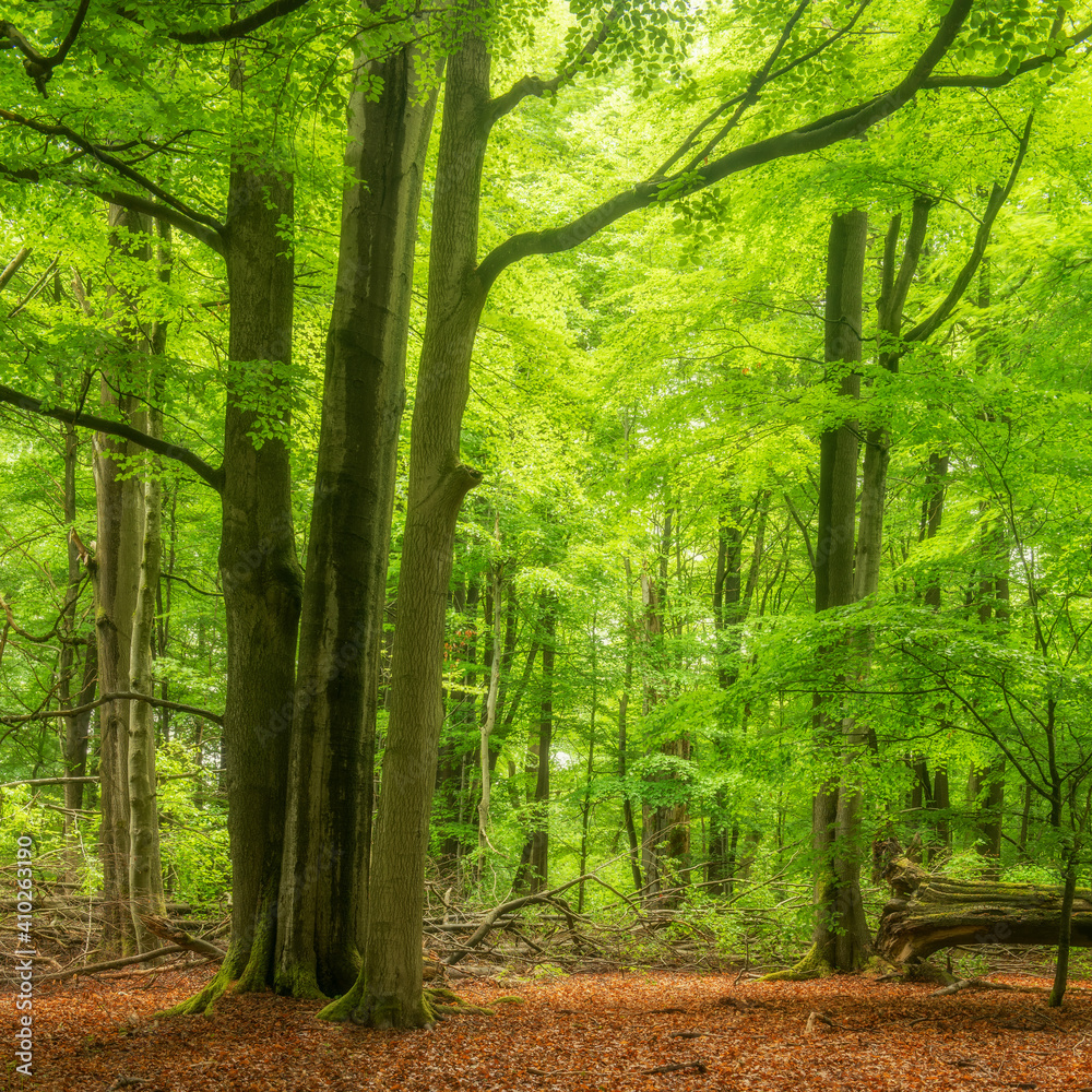 Obraz premium Dreamy Green Forest with Old Big Beech Trees