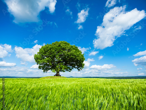 Mighty Oak Tree in green field  Beautiful Spring Landscape under Blue Sky with white clouds