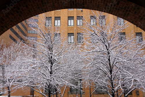 A tree covered with ice after a snowstorm near Philadelphia, Pennsylvania, U.S.A photo