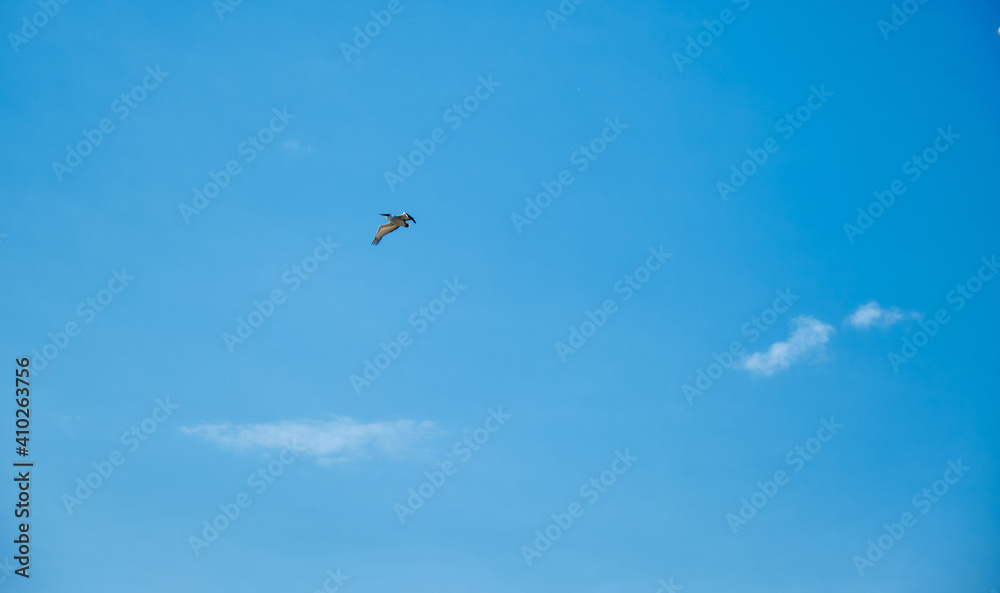 Huge  stork flying on the bright sky 