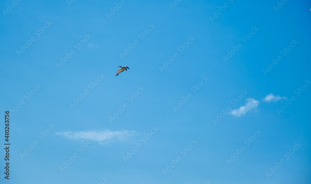 Huge stork flying on the bright sky Huge stork flying on the bright sky