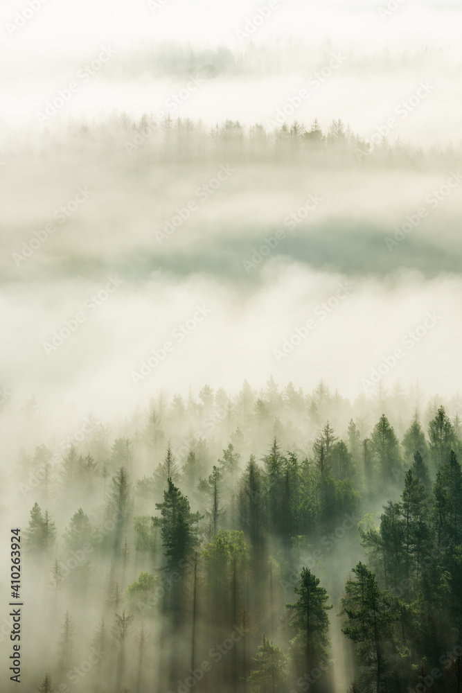View over forest with morning fog