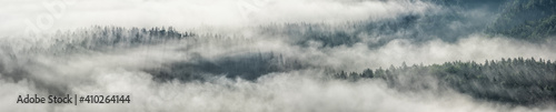 Panoramic background of forest covered by fog