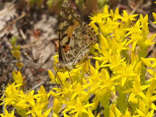 Blooming goldmoss stonecrop with butterfly